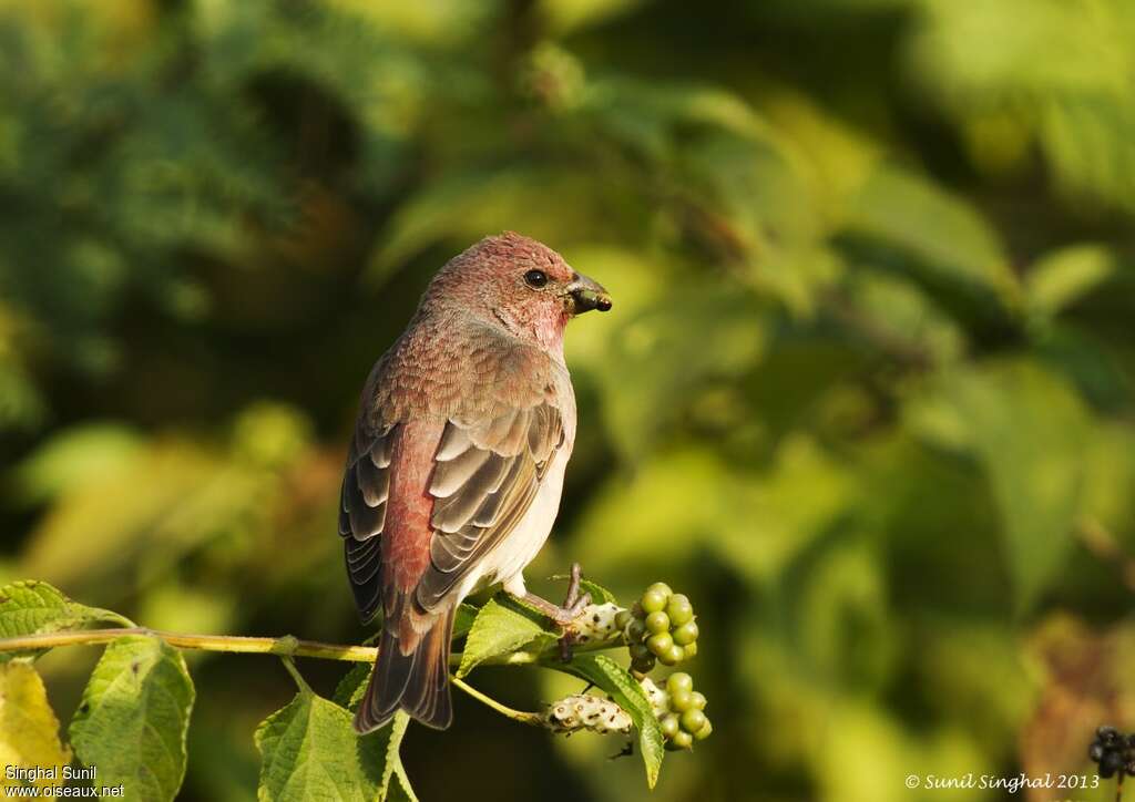 Common Rosefinch male adult post breeding, pigmentation, eats