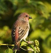 Common Rosefinch