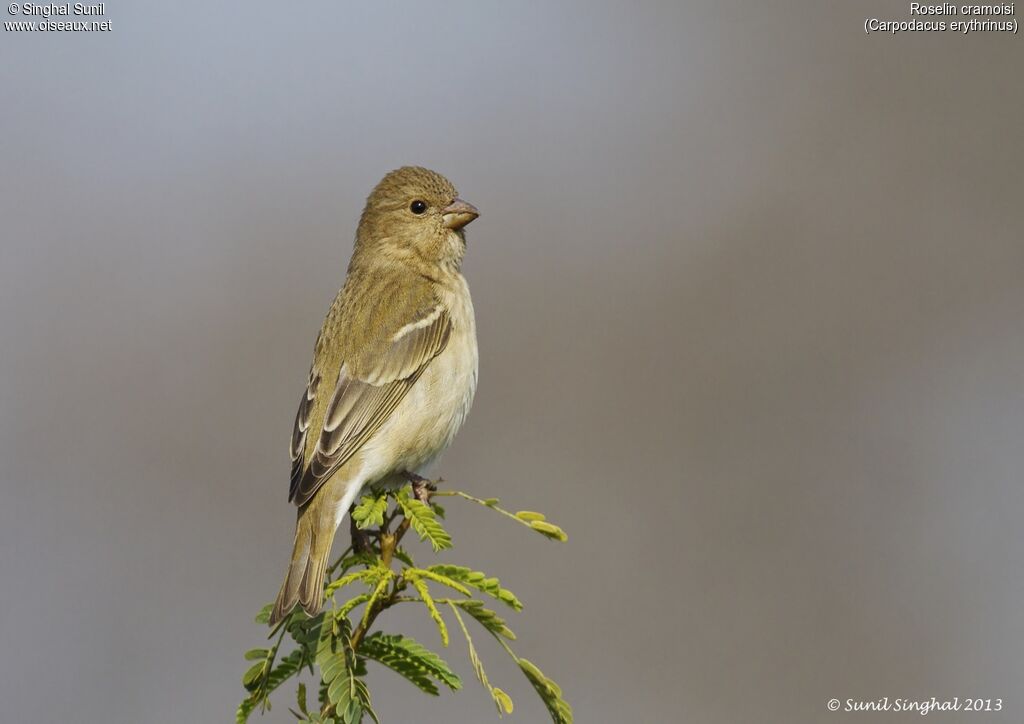 Common Rosefinch female adult, identification