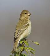 Common Rosefinch