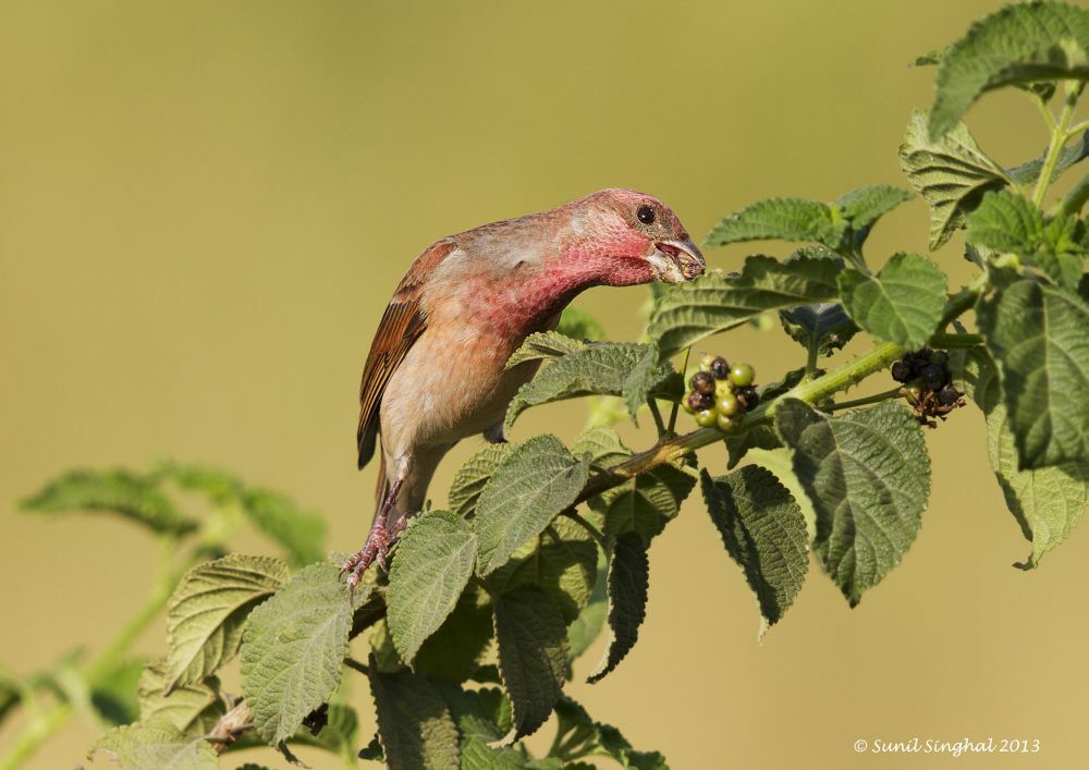 Common Rosefinch