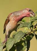 Common Rosefinch