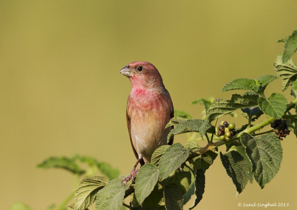 Common Rosefinch