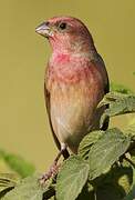 Common Rosefinch