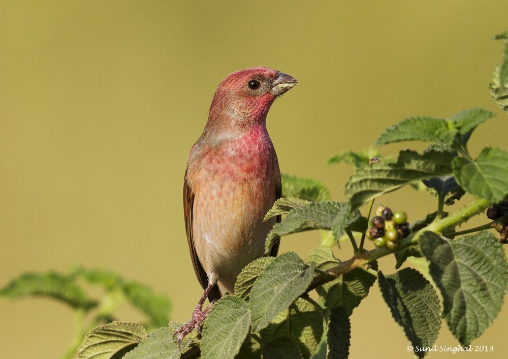 Common Rosefinch