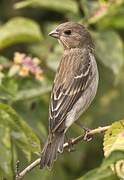 Common Rosefinch