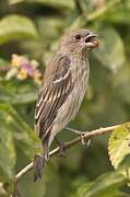 Common Rosefinch