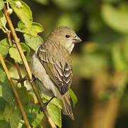 Common Rosefinch