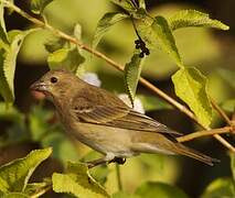 Common Rosefinch