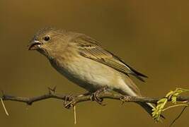 Common Rosefinch