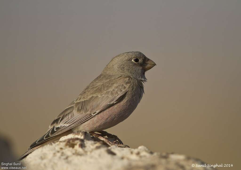 Trumpeter Finchadult, identification