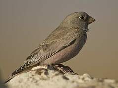 Trumpeter Finch