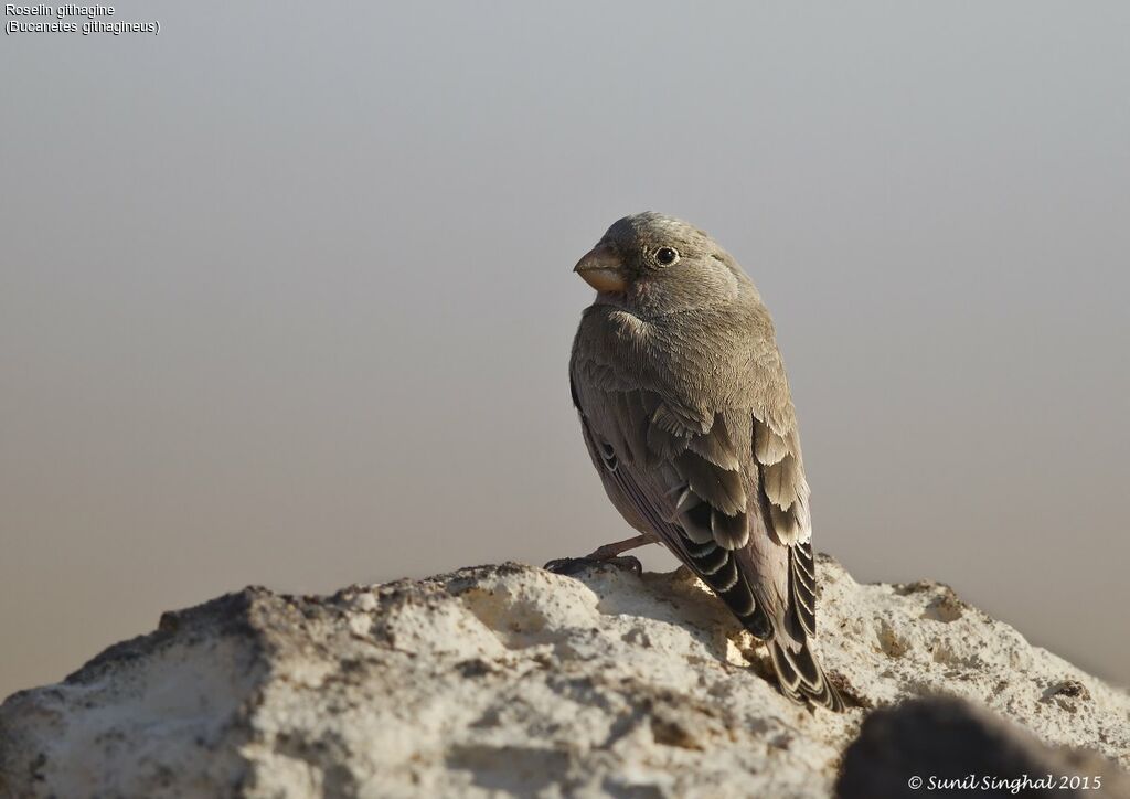 Trumpeter Finchadult, identification