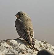 Trumpeter Finch