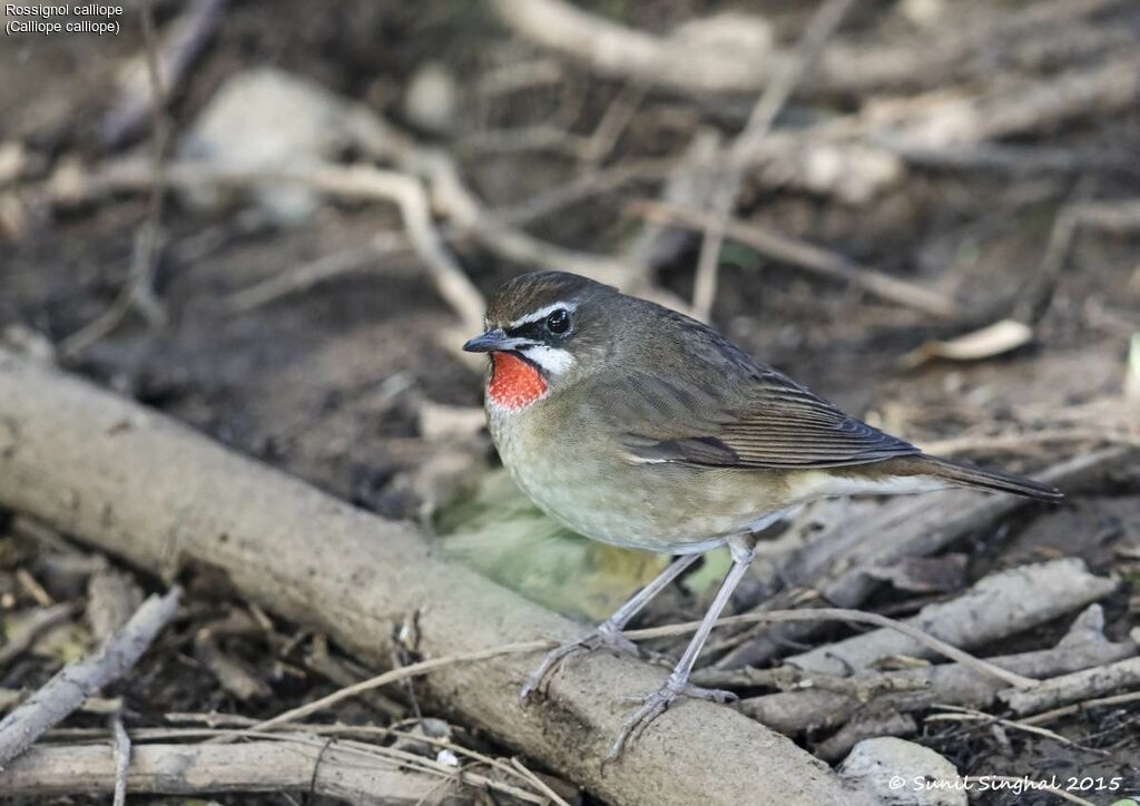 Rossignol calliope, identification