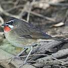 Rossignol calliope
