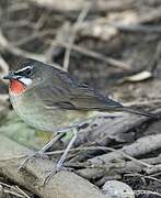 Siberian Rubythroat