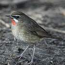 Rossignol calliope