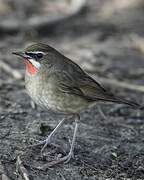 Siberian Rubythroat