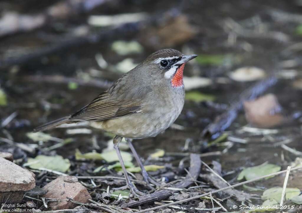 Siberian Rubythroat, identification