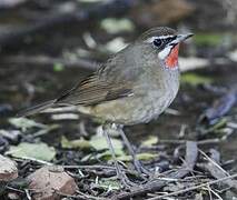 Siberian Rubythroat