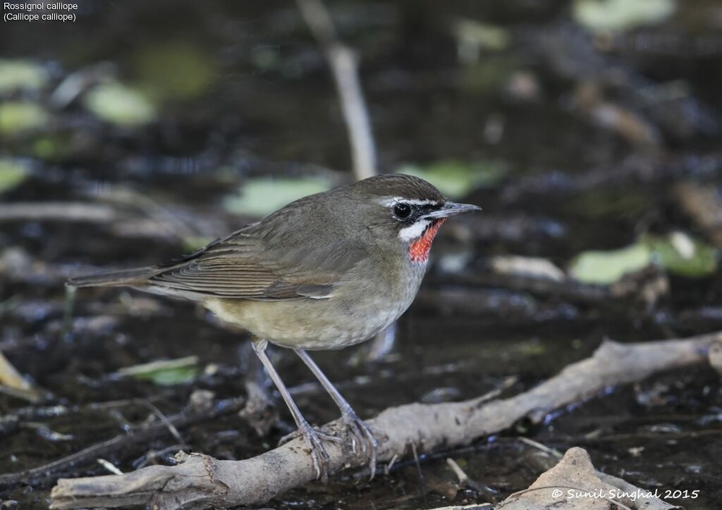 Rossignol calliope, identification