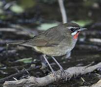 Siberian Rubythroat