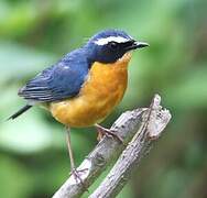 Indian Blue Robin