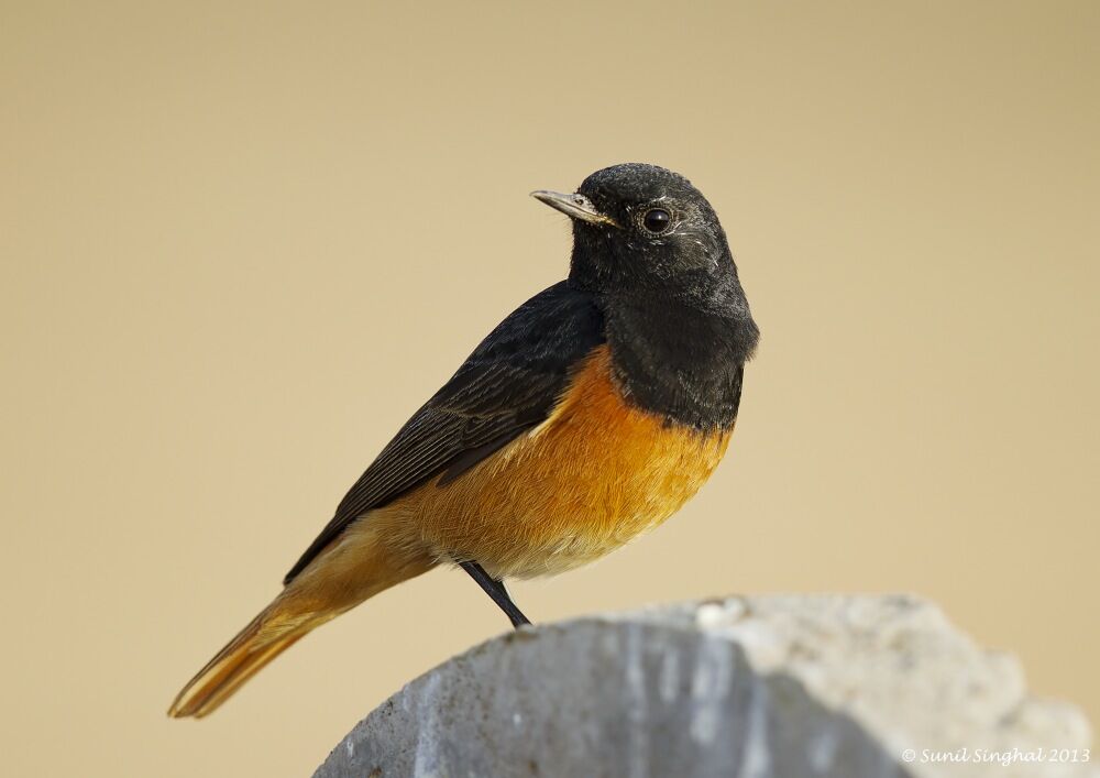 Black Redstart