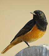 Black Redstart