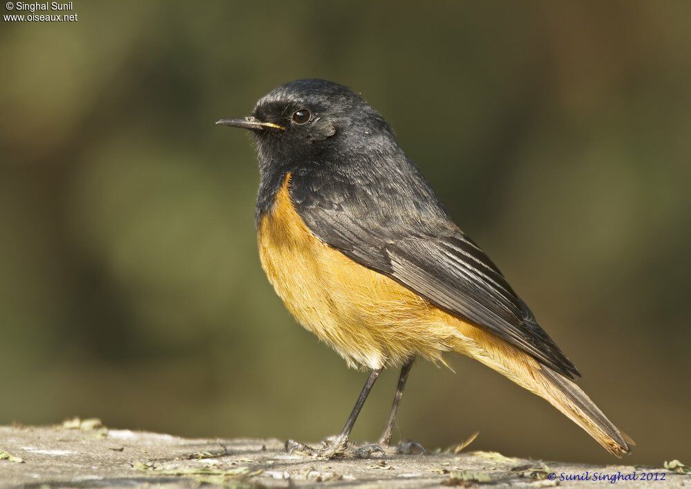 Black Redstart male adult, identification