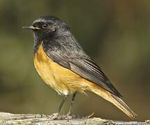 Black Redstart