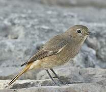 Black Redstart