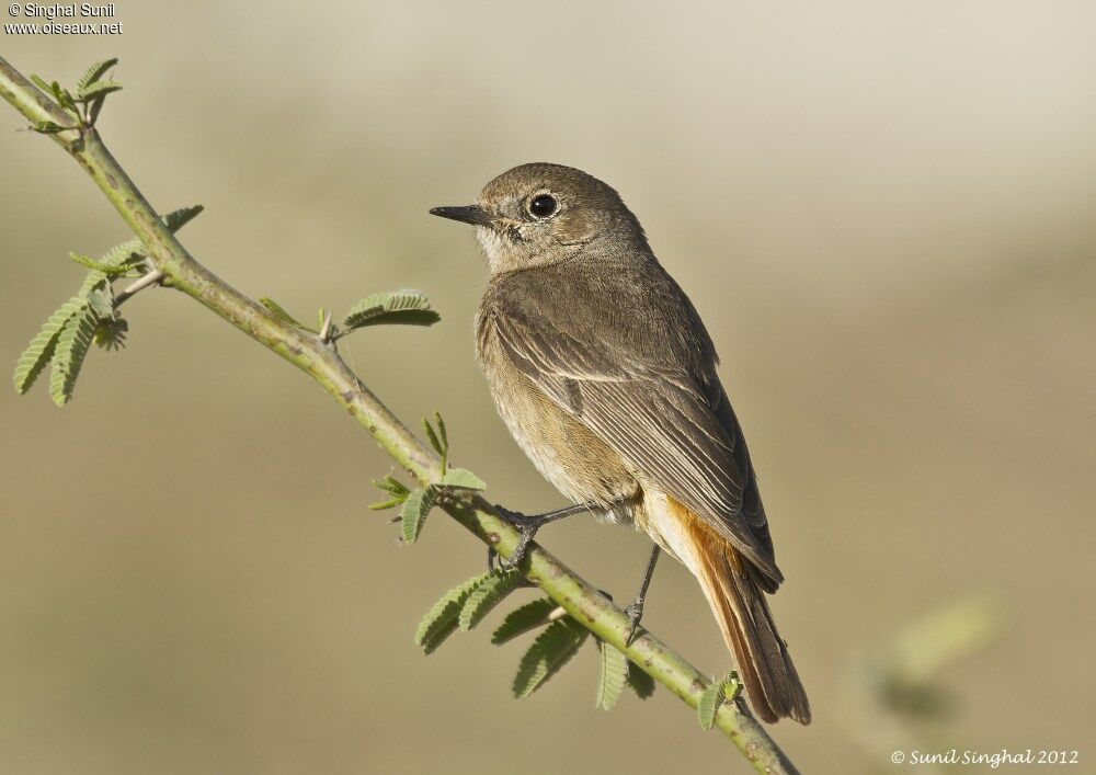 Black Redstart female adult, identification