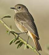 Black Redstart