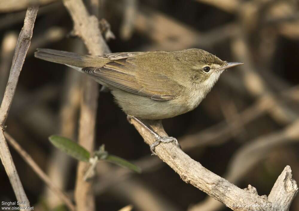 Blyth's Reed Warbler, Behaviour