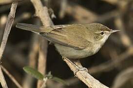 Blyth's Reed Warbler