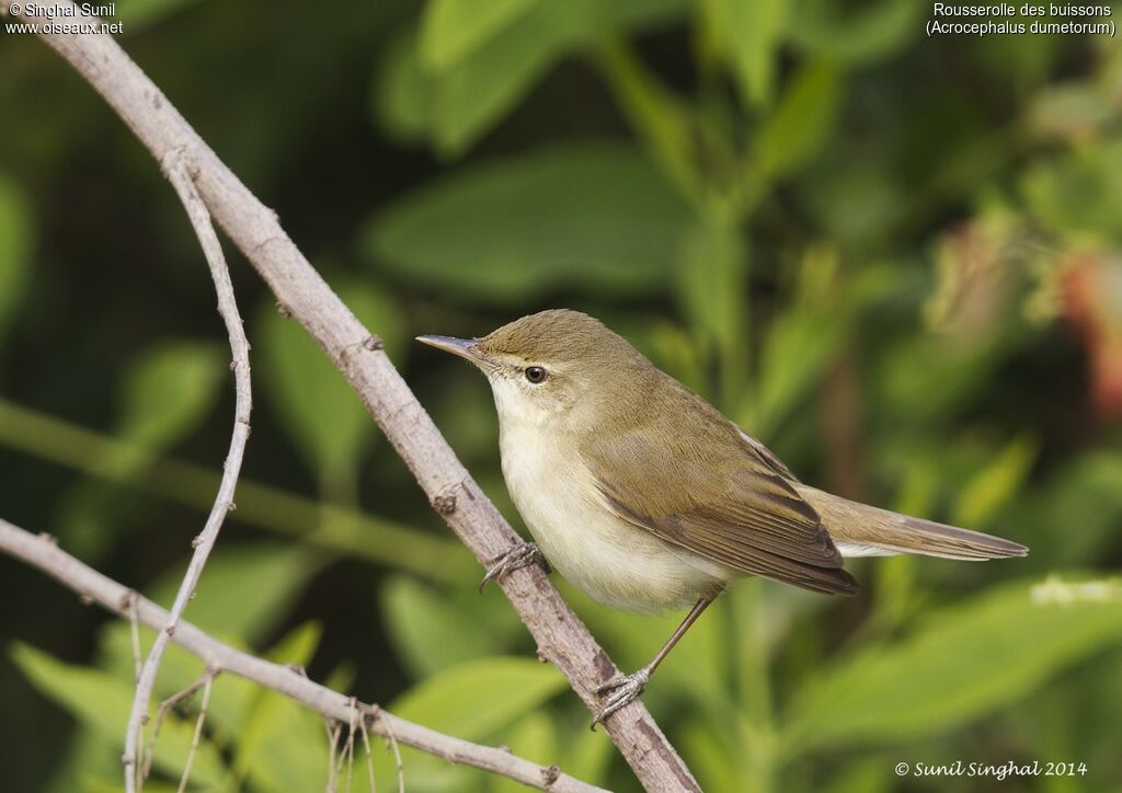 Rousserolle des buissonsadulte, identification