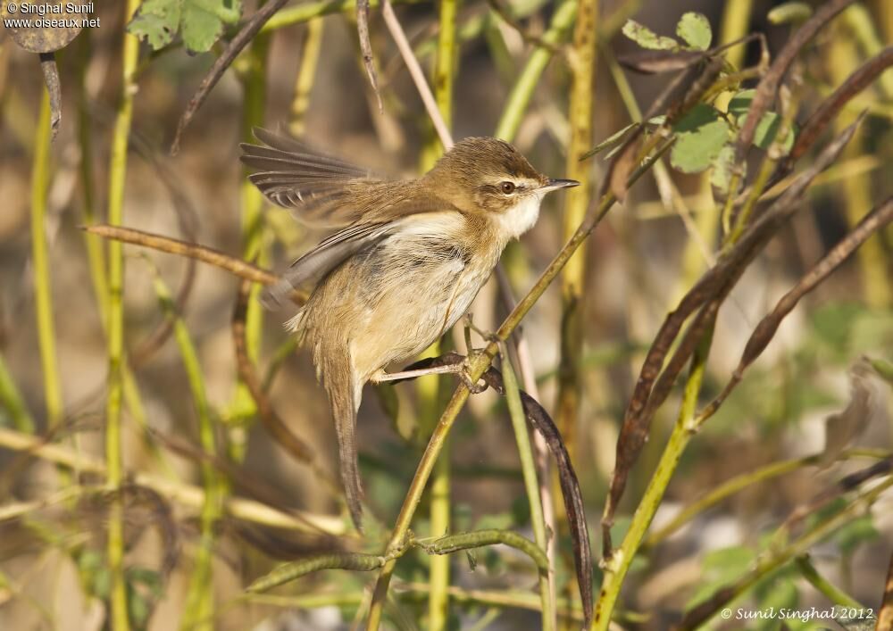 Rousserolle isabelleadulte, identification