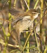 Paddyfield Warbler