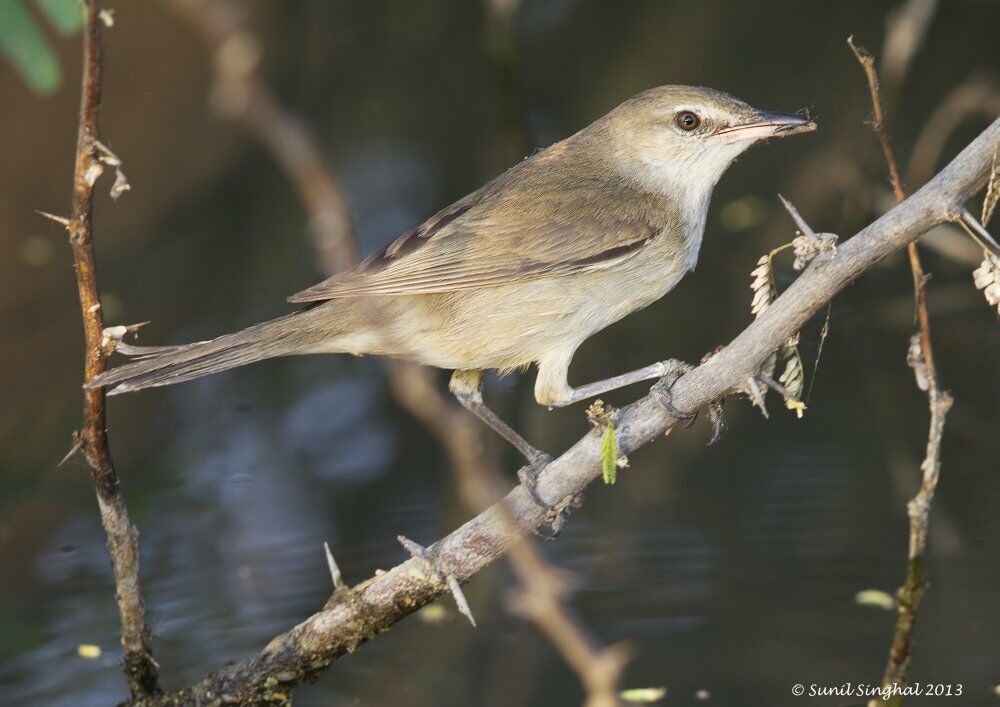 Clamorous Reed Warbler