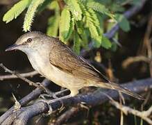 Clamorous Reed Warbler