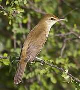 Clamorous Reed Warbler