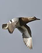 Garganey