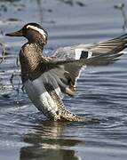 Garganey