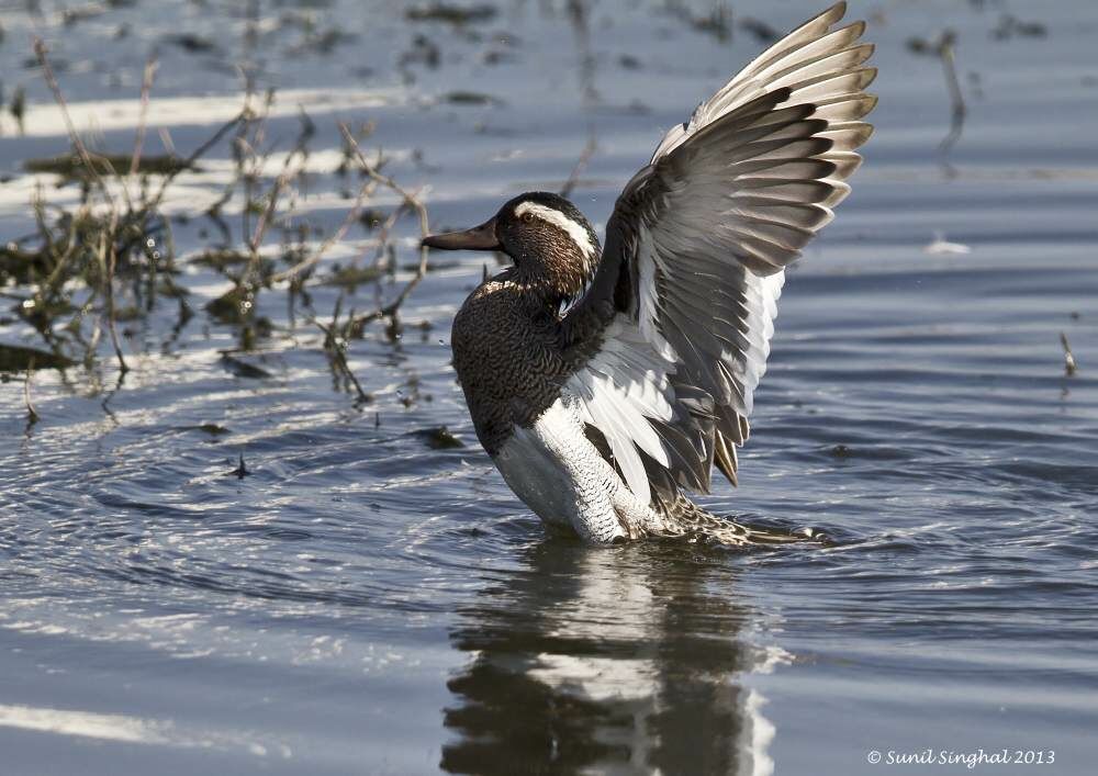 Garganey