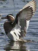 Garganey