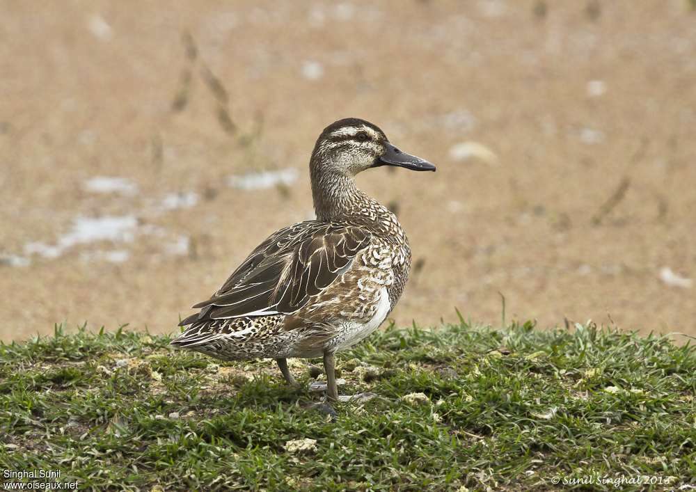 Sarcelle d'été femelle adulte, identification