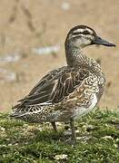 Garganey