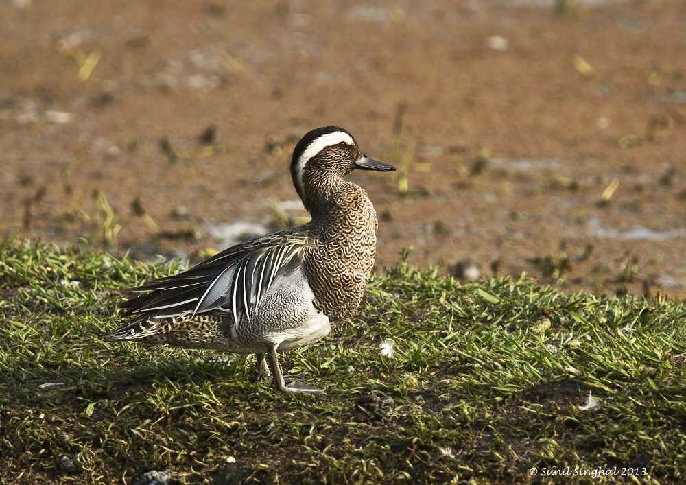 Sarcelle d'été